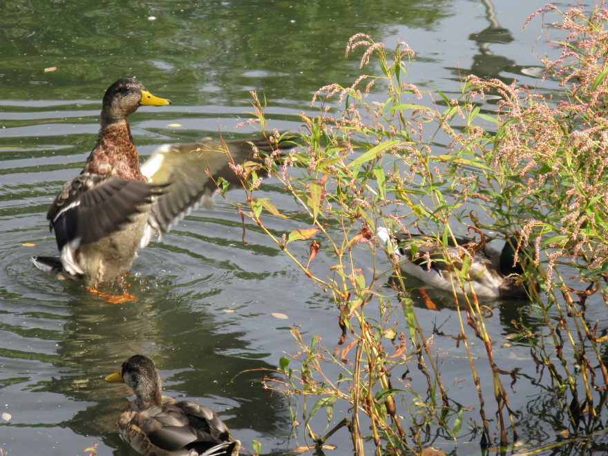 Mallard Ducks