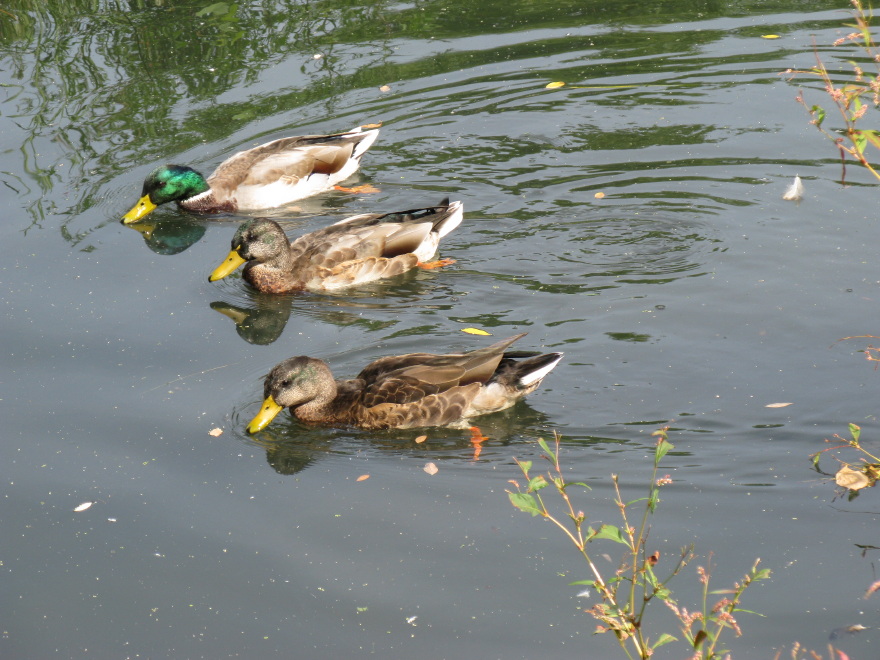 Mallard Ducks