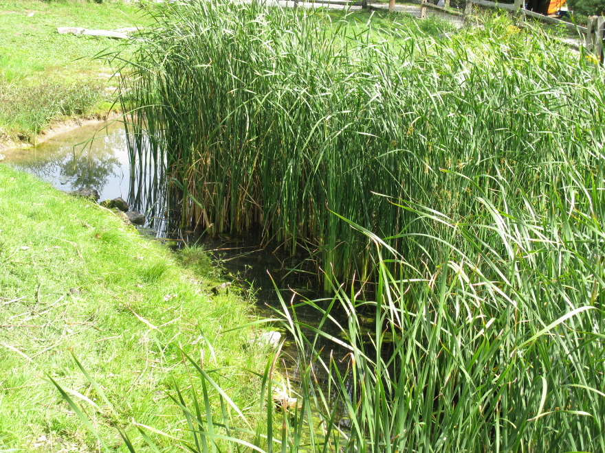 Marsh Grass