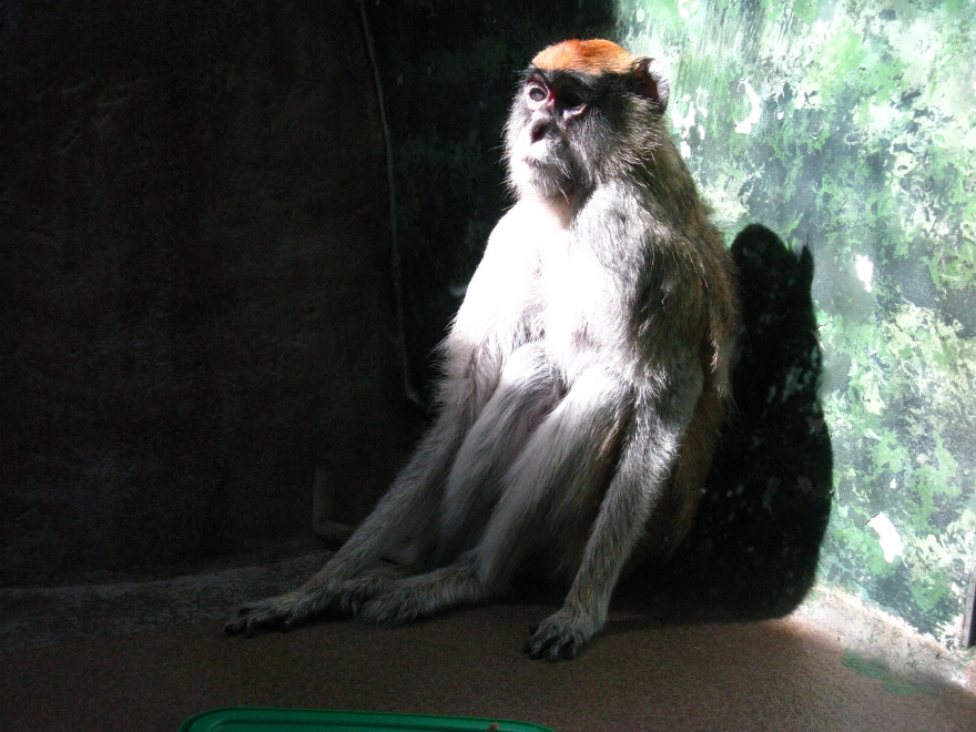 Patas Monkey