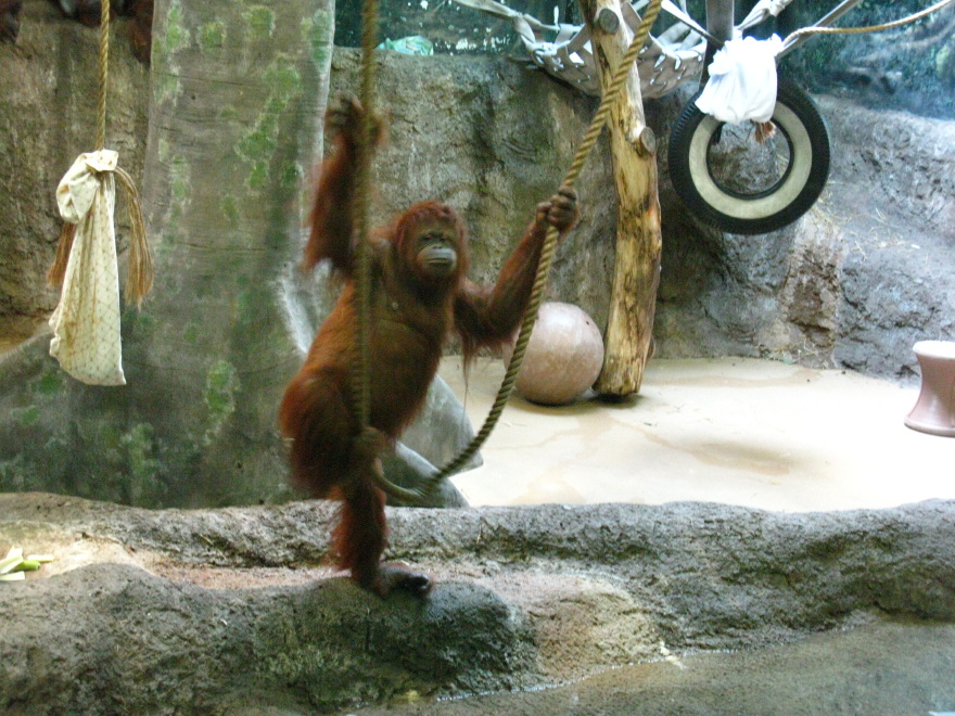 Orangutan