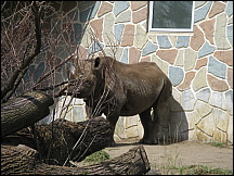 08racinezoorhino.jpg