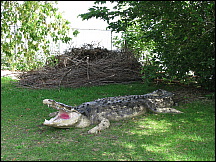 12racinezoocrocsculpture.jpg