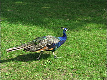 14racinezoopeacock.jpg