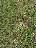 15racinezoobutterflies.jpg