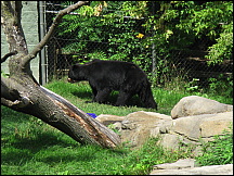 25racinezooandeanbear.jpg