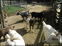 31racinezooseratomafarm.jpg