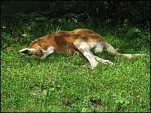 33racinezooredkangaroo.jpg