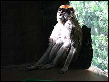 41racinezoopatasmonkey.jpg