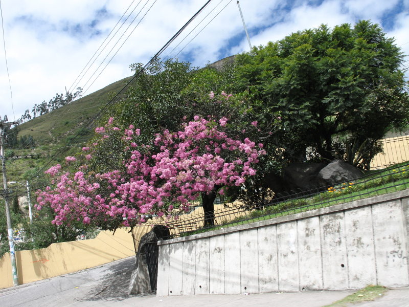 32ambato.jpg