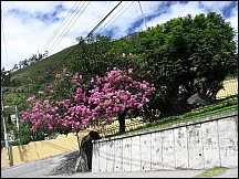32ambato.jpg