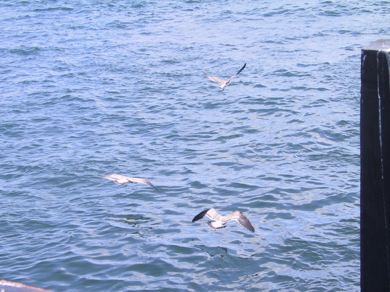 060826capecodcanal71gullsinflight.jpg