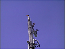 060823CapeCodCanal22CormorantsOnPole.JPG