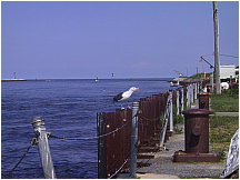 060823CapeCodCanal33Gulls.JPG