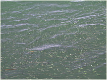 060826CapeCodCanal58BaitfishSwimming.JPG