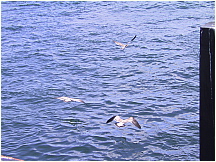 060826CapeCodCanal71GullsInFlight.JPG
