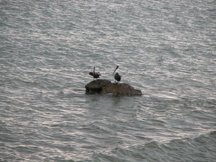 04coastalbirds.jpg