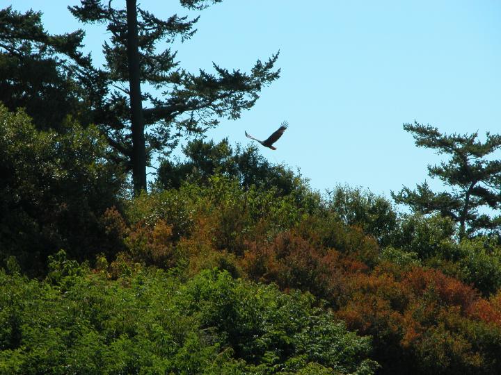 Click on image to return to index 06coastalbirds.jpg