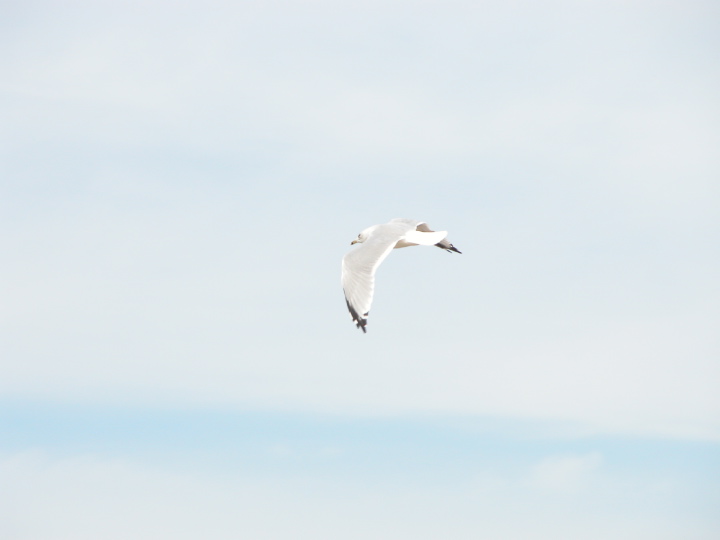 14coastalbirds.jpg