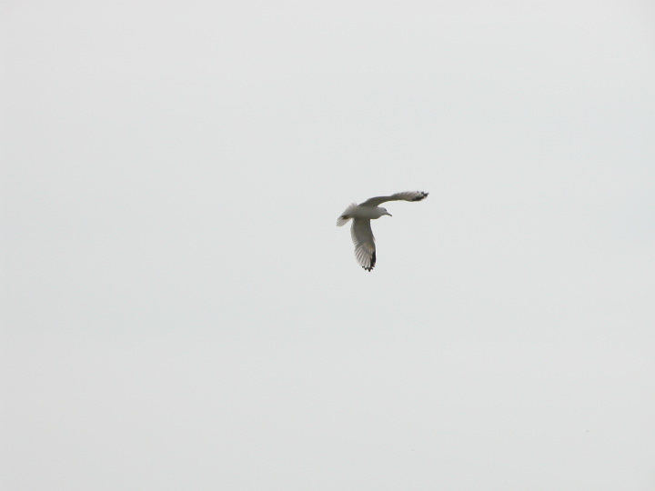 Click on image to return to index 15coastalbirds.jpg