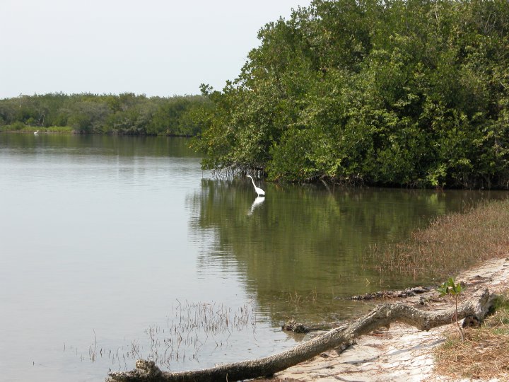Click on image to return to index 16coastalbirds.jpg