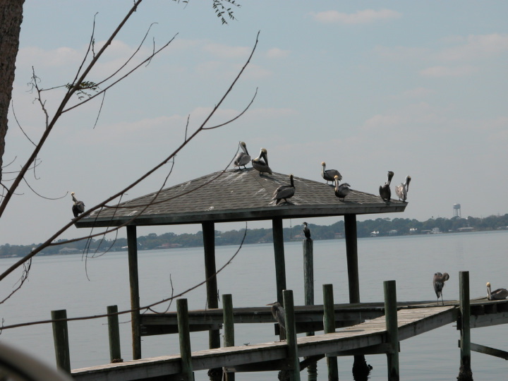 Click on image to return to index 17coastalbirds.jpg