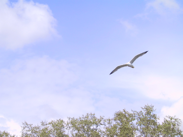 19coastalbirds.jpg
