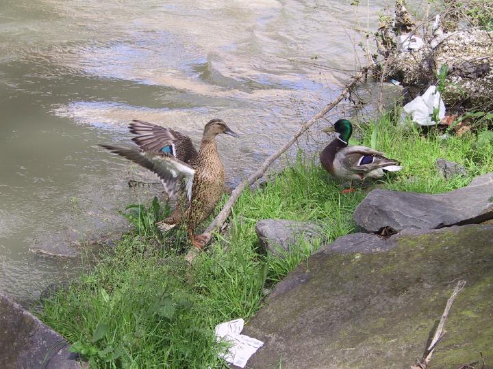 21coastalbirds.jpg