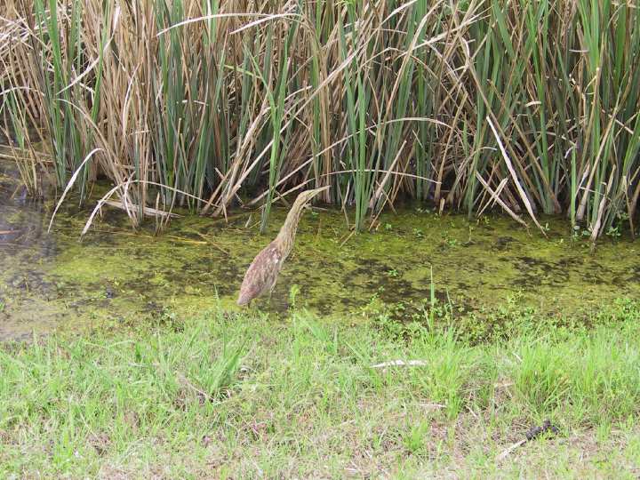 Click on image to return to index 23coastalbirds.jpg