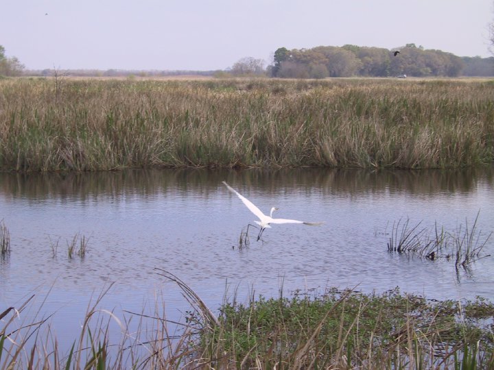 24coastalbirds.jpg