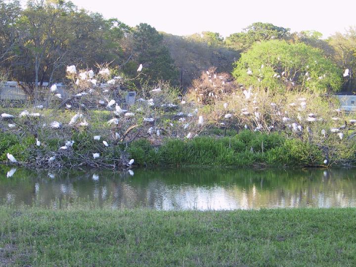 Click on image to return to index 25coastalbirds.jpg