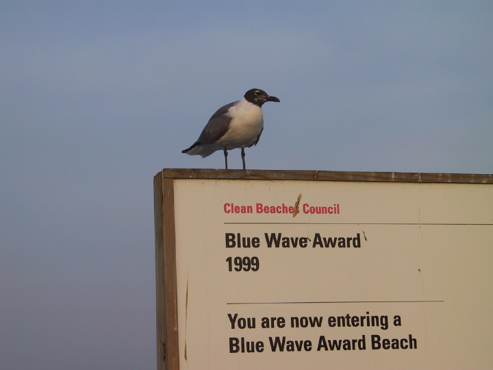 26coastalbirds.jpg