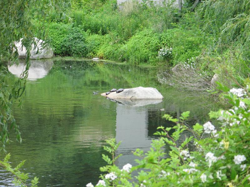 f0606cuttyhunkturtlespond.jpg