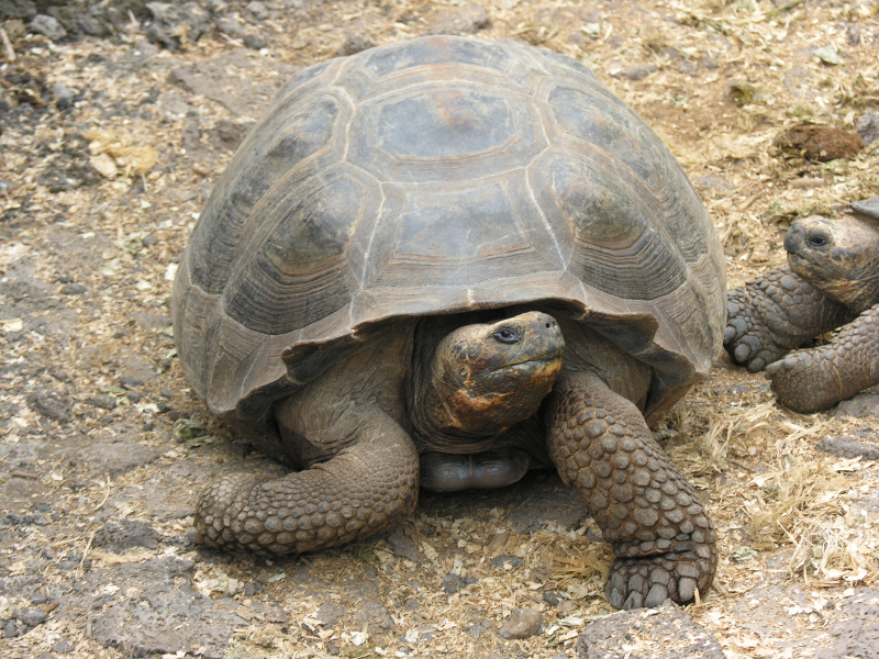 Click on image to return to index 10tortoisebreedingcenter.jpg