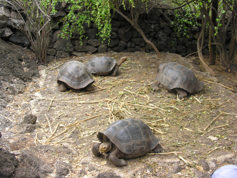 Click on image to return to index 11tortoisebreedingcenter.jpg