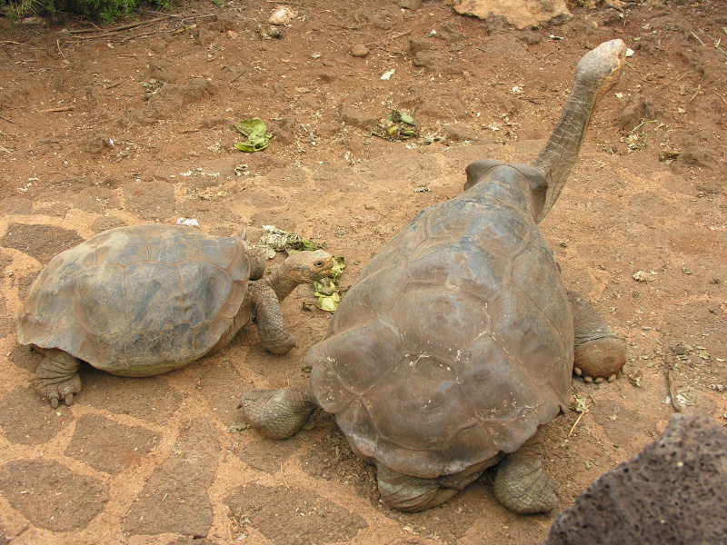 18tortoisebreedingcenter.jpg