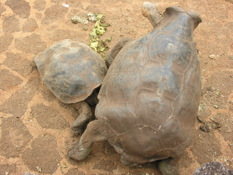 19tortoisebreedingcenter.jpg
