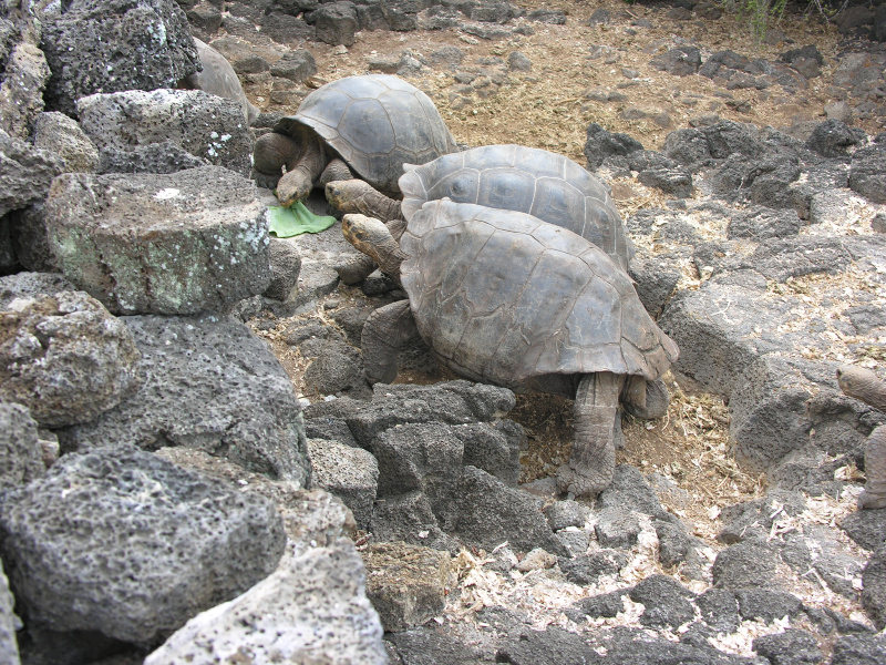 20tortoisebreedingcenter.jpg