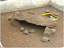 02tortoisebreedingcenter.jpg