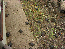 04tortoisebreedingcenter.jpg
