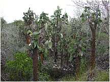 07tortoisebreedingcenter.jpg