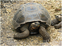 10tortoisebreedingcenter.jpg