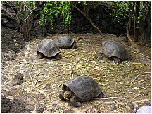 11tortoisebreedingcenter.jpg