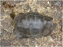 12tortoisebreedingcenter.jpg