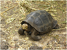 13tortoisebreedingcenter.jpg