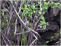 14tortoisebreedingcenter.jpg