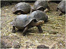 15tortoisebreedingcenter.jpg