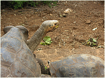 17tortoisebreedingcenter.jpg