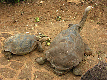 18tortoisebreedingcenter.jpg
