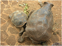 19tortoisebreedingcenter.jpg